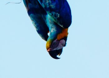 Close-up of blue bird against clear sky