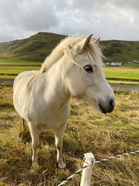 Horse standing on field farm icelander sun green grass holiday animal travel destination sun 