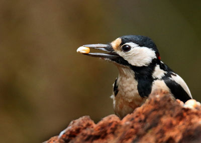 Close-up of bird perching outdoors