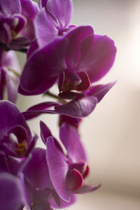 Close-up of pink orchids