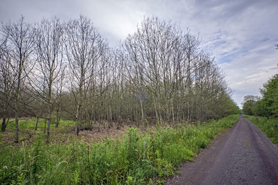 Road amidst plants and trees against sky