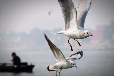 Seagull flying over sea