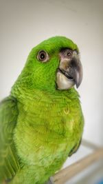 Close-up of parrot on branch