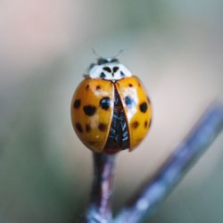 Close-up of ladybug on flower