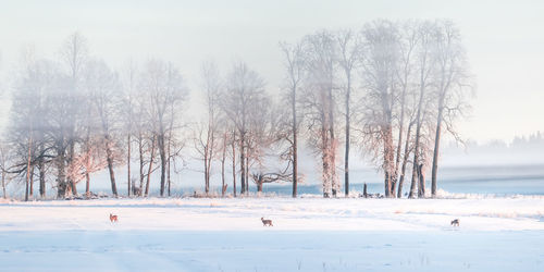 A beautiful winter landscape with roe deer feeding on the field in distance.