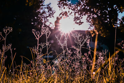 Close-up of plants growing on field against sky during sunset