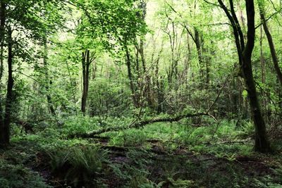 Trees in forest