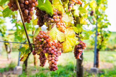 Grapes growing in vineyard