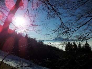 Sun shining through trees