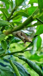 Close-up of insect on plant