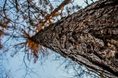 Low angle view of bare tree against sky