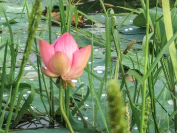 Close-up of pink flower