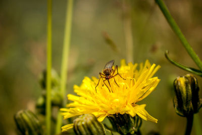 Close-up of bee on yellow flower