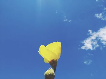 Low angle view of yellow flowering plant against blue sky