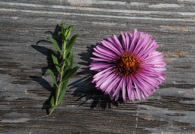 Directly above shot of purple flowering plants on table