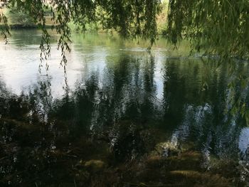 Scenic view of lake in forest