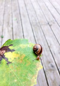 Close-up of snail on leaf