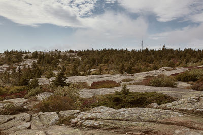 Trees growing on rocks against sky