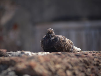 Pigeon in the outdoors, while it's sunny