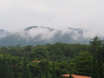 Scenic view of forest against sky