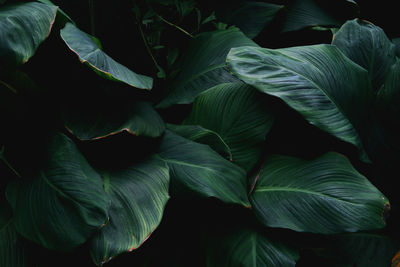 Close-up of green leaves