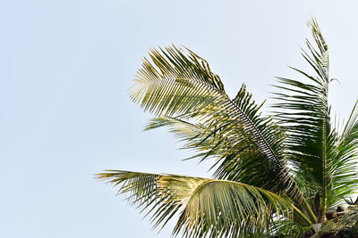 Low angle view of palm tree against clear sky