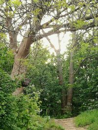 Trees growing in forest