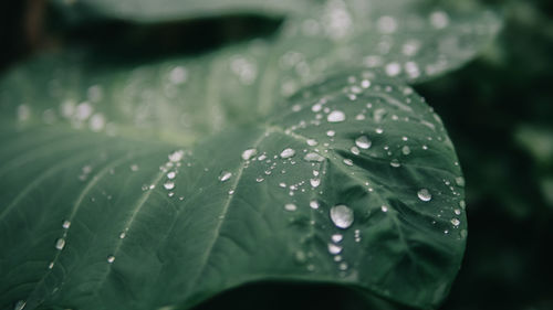 Close-up of water drops on leaf