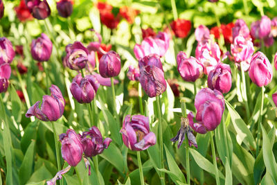 Close-up of pink flowering plants