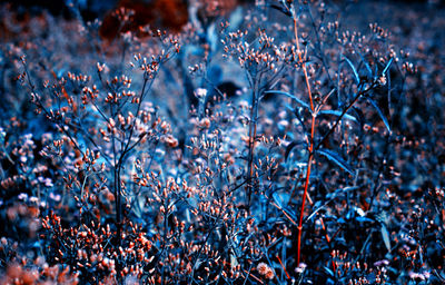 Close-up of wet plants during winter