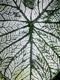 Full frame shot of plants
