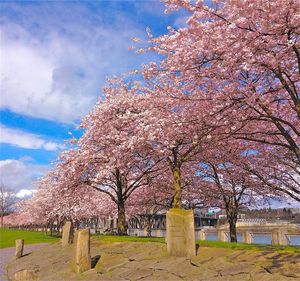 Cherry blossom tree in park