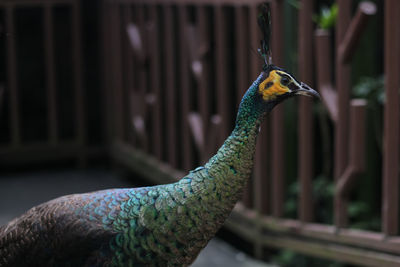 Close-up of a bird