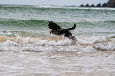 Dog running into waves on beach