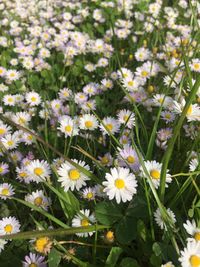 Close-up of fresh flowers blooming in field