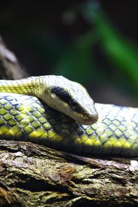 Close-up of lizard