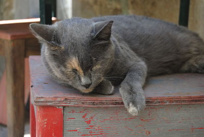 Close-up of cat