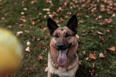 Close-up of dog