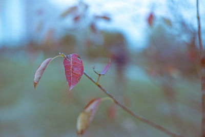plant