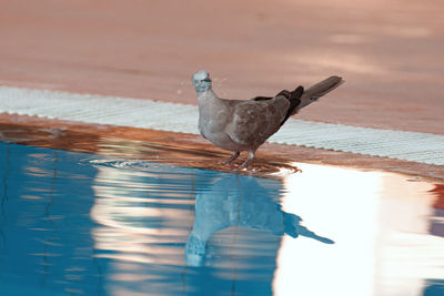 View of seagull perching on a sea