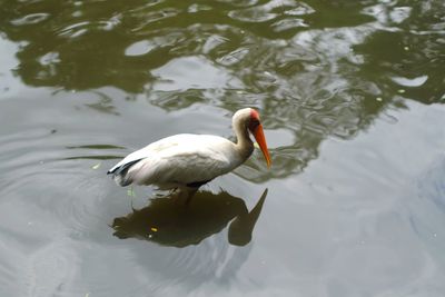 High angle view of duck in lake. singapore bird park