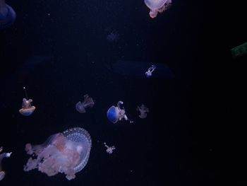 jellyfish