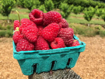 Freshly picked red raspberries from farm