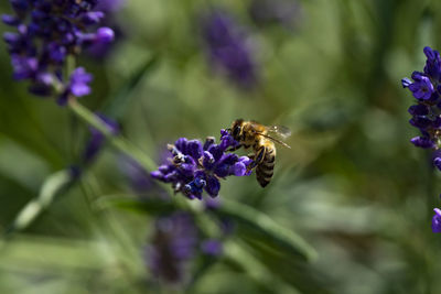 Close-up of bee pollinating on fresh purple flower