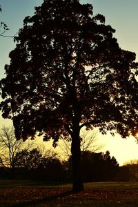 Tree against sky at sunset