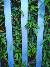 High angle view of bamboo plant on field