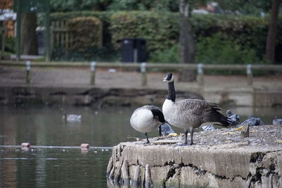 Close-up of birds in water