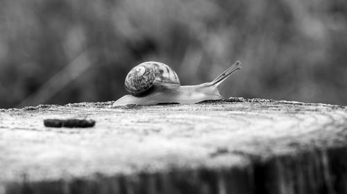 Snail on tree trunk