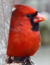 Close-up of bird