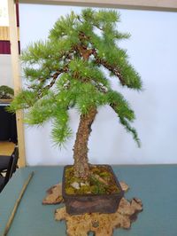 bonsai